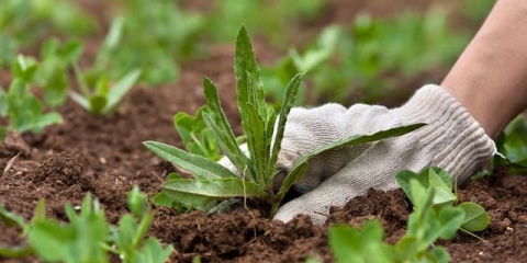 Kako zatvoriti staze između kreveta da trava ne raste